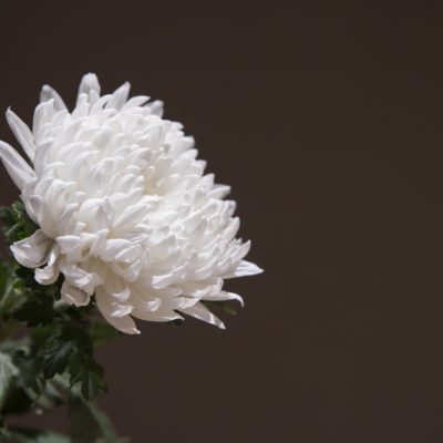 Chrysanthemum 5253659 1920